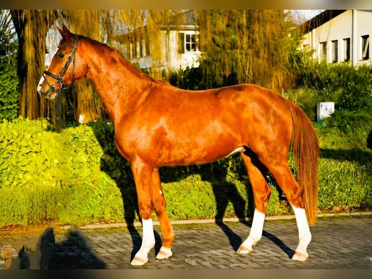 Hannover Castrone 4 Anni 170 cm Sauro in Coesfeld