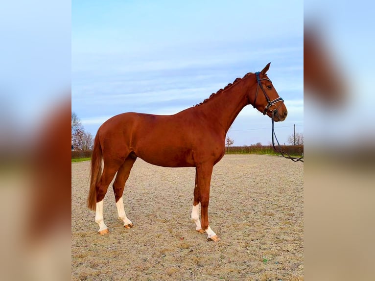 Hannover Castrone 4 Anni 170 cm Sauro in Frelsdorf