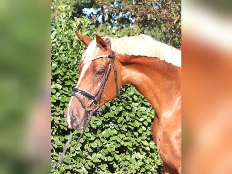 Hannover Castrone 4 Anni 170 cm Sauro in Selsingen