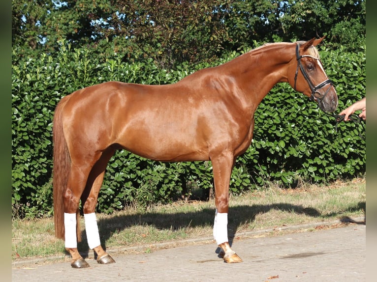 Hannover Castrone 4 Anni 170 cm Sauro in Selsingen