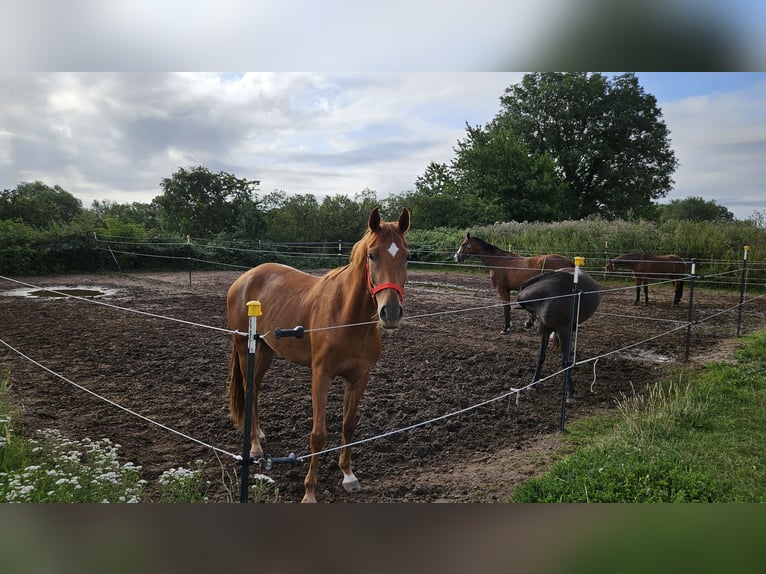 Hannover Castrone 4 Anni 170 cm Sauro in Rinteln