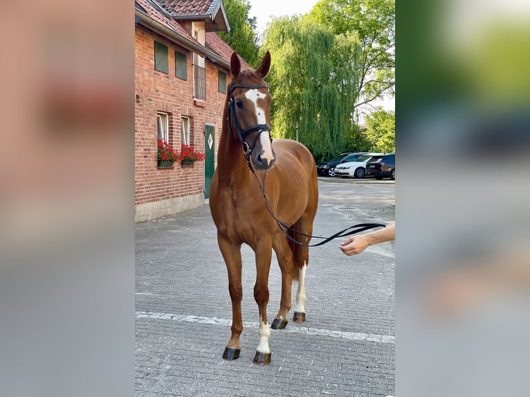 Hannover Castrone 4 Anni 170 cm Sauro in Wahrenholz