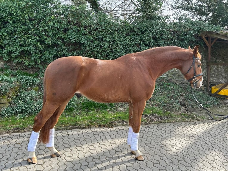 Hannover Castrone 4 Anni 170 cm Sauro scuro in Ratingen