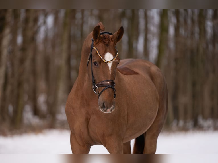 Hannover Castrone 4 Anni 170 cm Sauro scuro in Wehringen