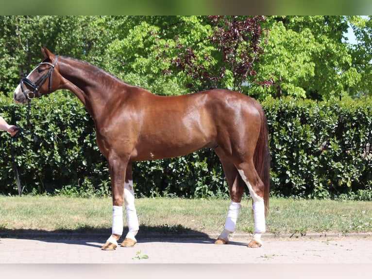 Hannover Castrone 4 Anni 170 cm Sauro scuro in Selsingen
