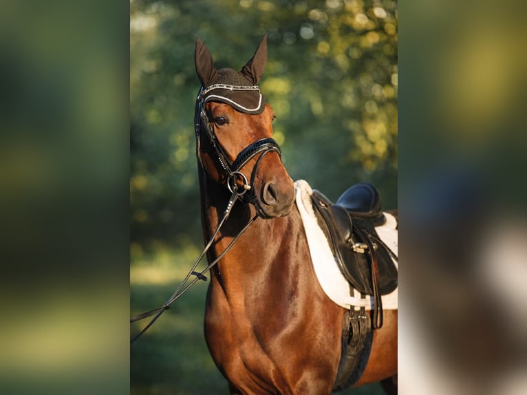 Hannover Castrone 4 Anni 171 cm Baio in Fürstenau