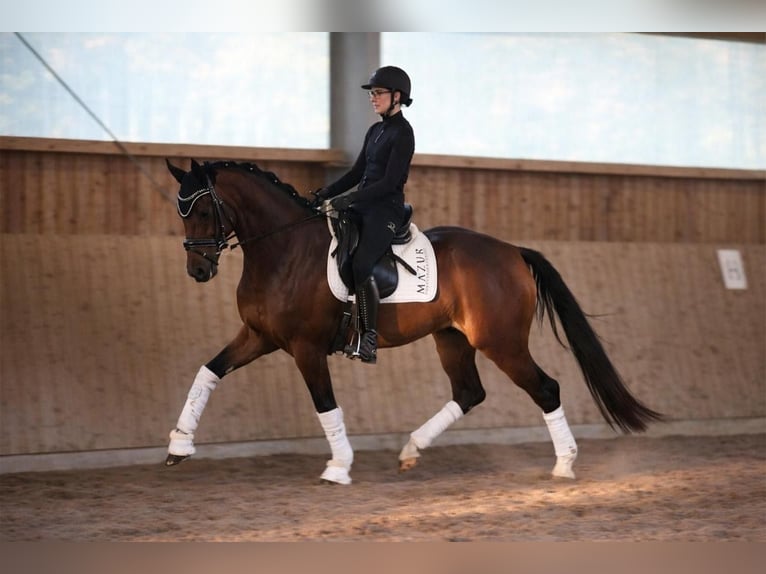 Hannover Castrone 4 Anni 171 cm Baio in Fürstenau