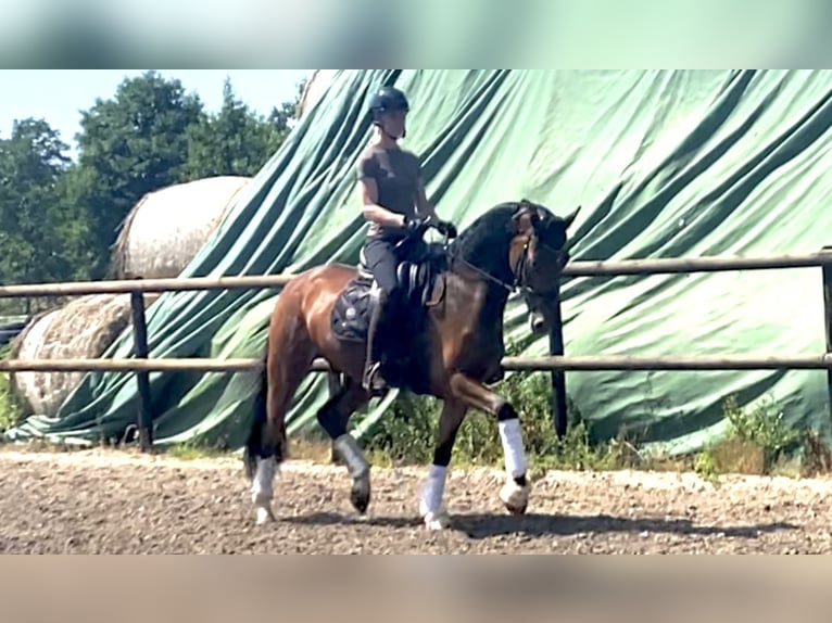 Hannover Castrone 4 Anni 171 cm Baio in Isensee/Osten