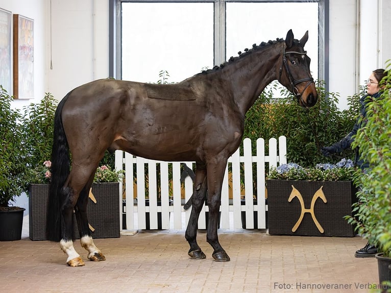 Hannover Castrone 4 Anni 171 cm Baio in Verden