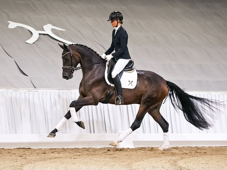 Hannover Castrone 4 Anni 171 cm Baio in Verden