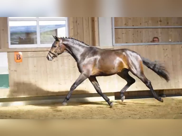 Hannover Castrone 4 Anni 171 cm Baio in Weil