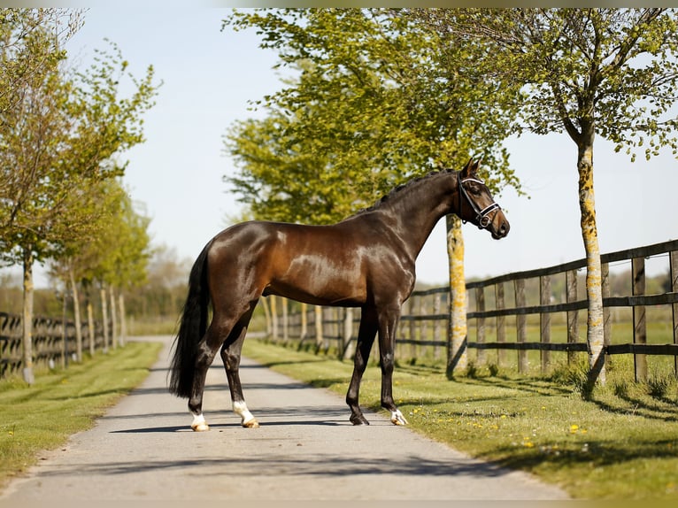 Hannover Castrone 4 Anni 171 cm Baio scuro in Diepholz