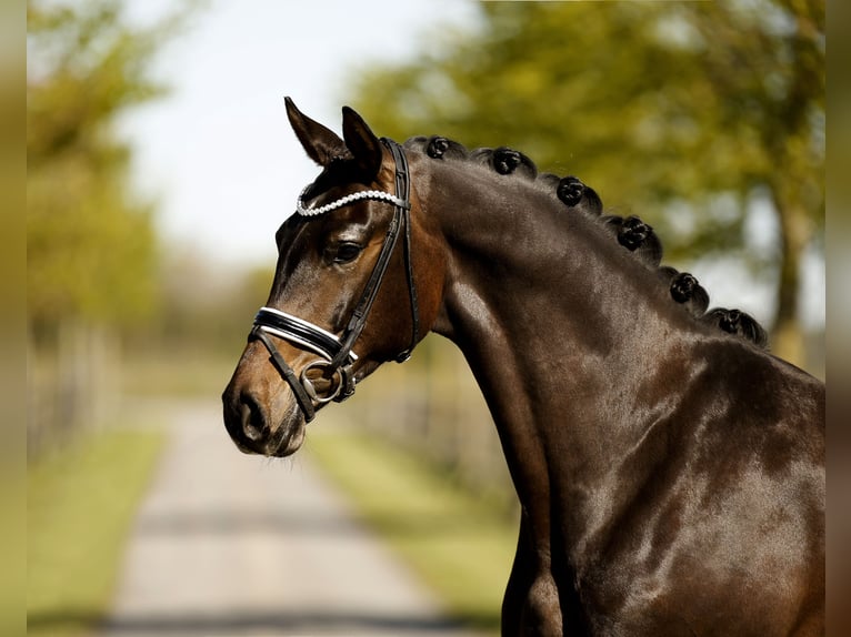 Hannover Castrone 4 Anni 171 cm Baio scuro in Diepholz
