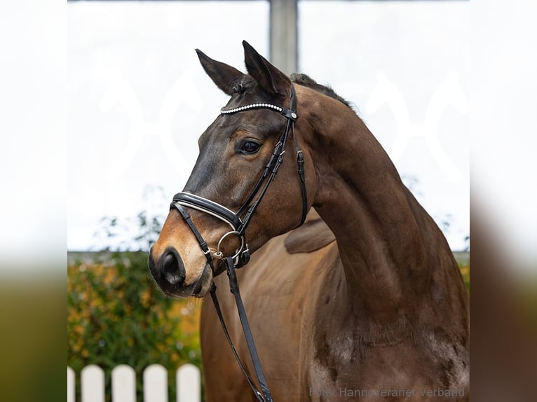 Hannover Castrone 4 Anni 171 cm Baio scuro in Verden