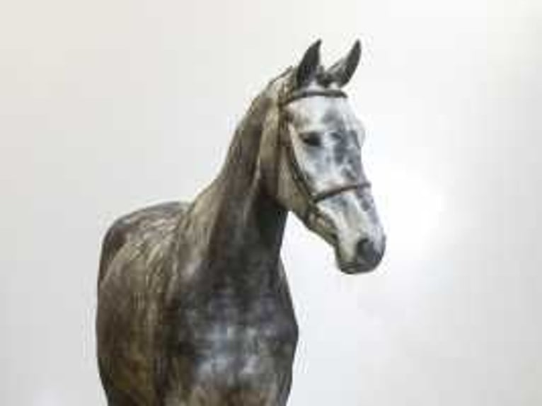 Hannover Castrone 4 Anni 171 cm Grigio in Waddinxveen