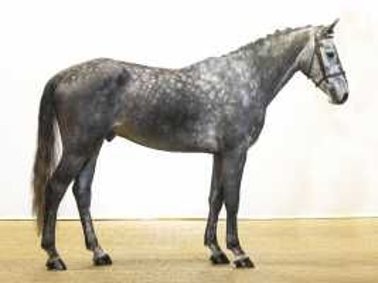 Hannover Castrone 4 Anni 171 cm Grigio in Waddinxveen