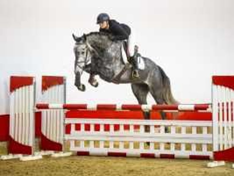 Hannover Castrone 4 Anni 171 cm Grigio in Waddinxveen