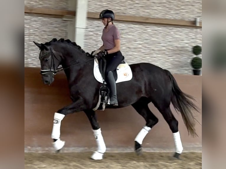 Hannover Castrone 4 Anni 171 cm Grigio ferro in Wehringen