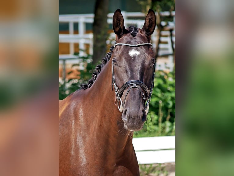 Hannover Castrone 4 Anni 171 cm Morello in Bad Wörishofen