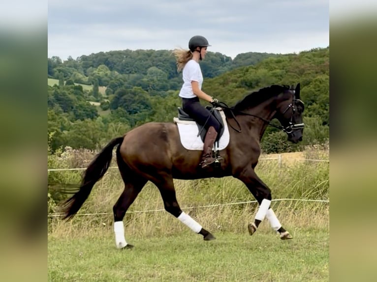 Hannover Castrone 4 Anni 171 cm Morello in Dransfeld