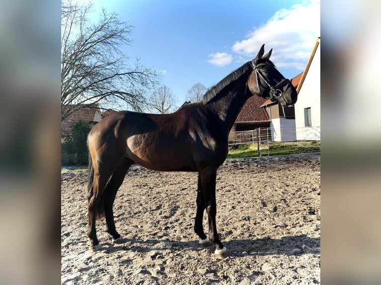 Hannover Castrone 4 Anni 171 cm Morello in Dransfeld