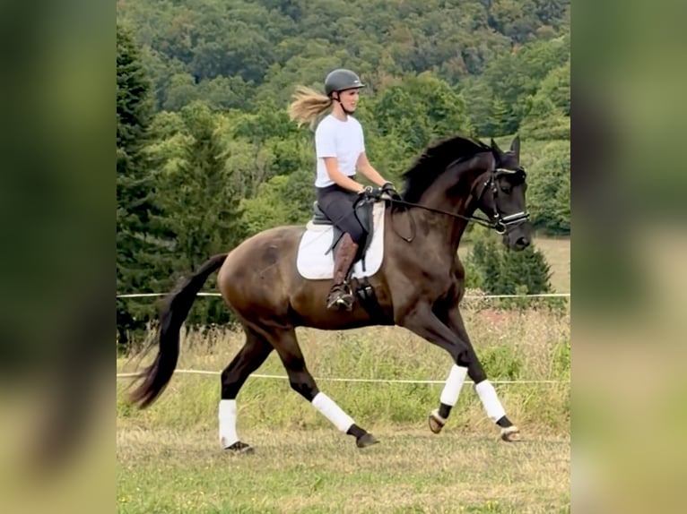 Hannover Castrone 4 Anni 171 cm Morello in Dransfeld