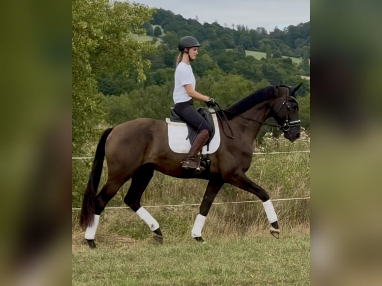 Hannover Castrone 4 Anni 171 cm Morello in Dransfeld