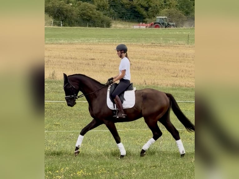 Hannover Castrone 4 Anni 171 cm Morello in Dransfeld