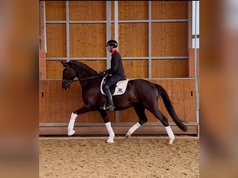 Hannover Castrone 4 Anni 171 cm Morello in Gleichen
