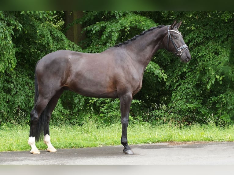 Hannover Castrone 4 Anni 171 cm Morello in Gleichen