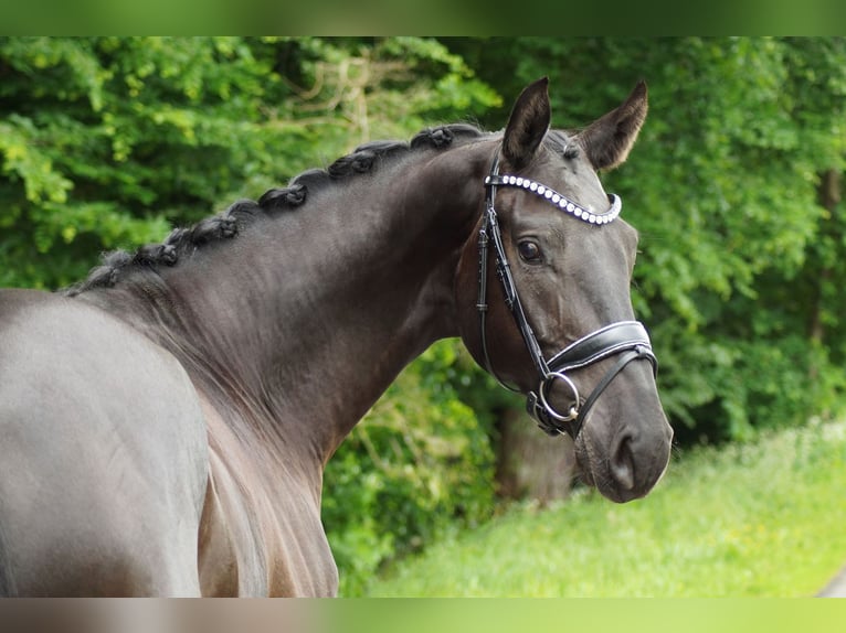 Hannover Castrone 4 Anni 171 cm Morello in Gleichen