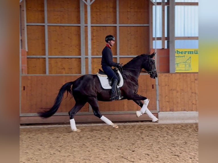 Hannover Castrone 4 Anni 171 cm Morello in Gleichen