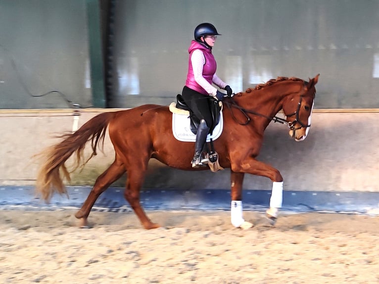 Hannover Castrone 4 Anni 171 cm Sauro in Hattert