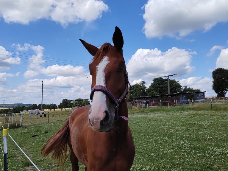Hannover Castrone 4 Anni 171 cm Sauro in Hattert