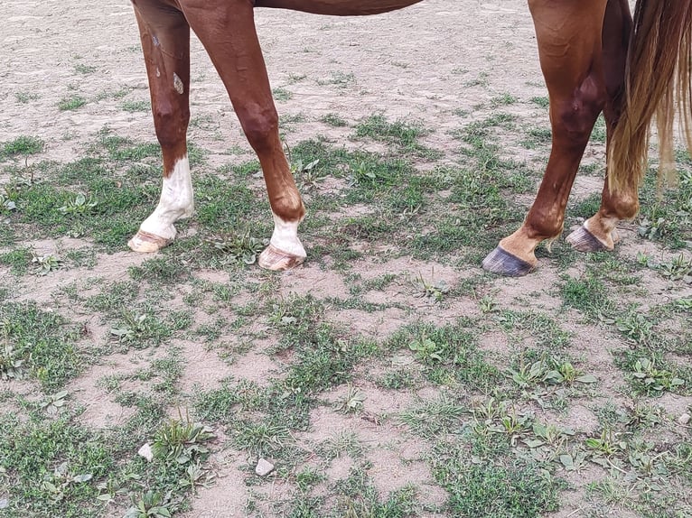 Hannover Castrone 4 Anni 171 cm Sauro in Hattert