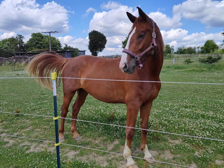 Hannover Castrone 4 Anni 171 cm Sauro in Hattert