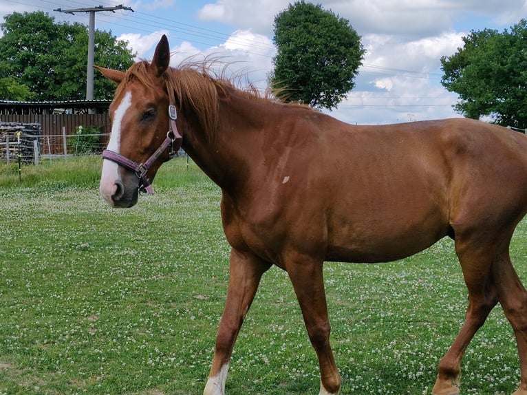 Hannover Castrone 4 Anni 171 cm Sauro in Hattert