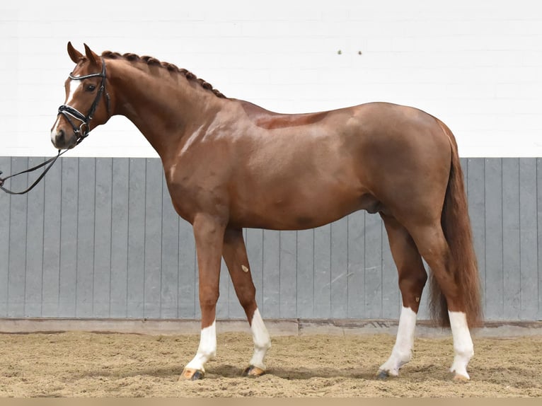 Hannover Castrone 4 Anni 171 cm Sauro in Tiddische