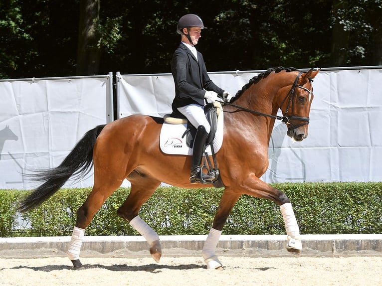 Hannover Castrone 4 Anni 172 cm Baio in Bad Bevensen