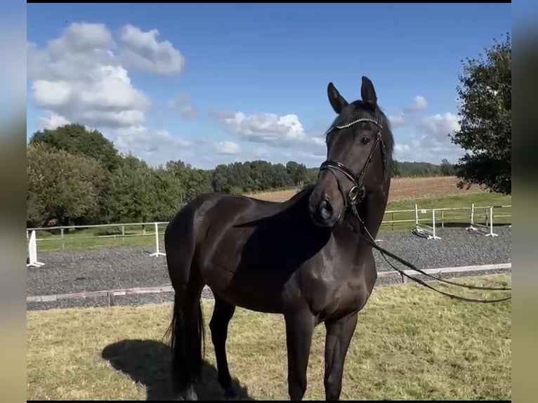 Hannover Castrone 4 Anni 172 cm Baio in HasbergenHasbergen