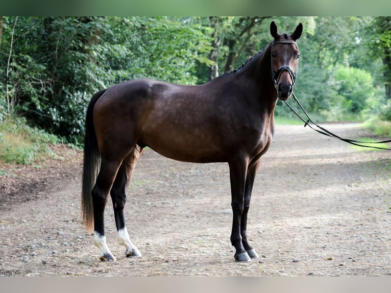 Hannover Castrone 4 Anni 172 cm Baio in Wuppertal