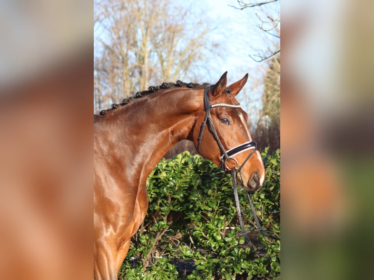 Hannover Castrone 4 Anni 172 cm Baio in Selsingen