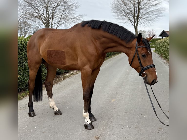 Hannover Castrone 4 Anni 172 cm Baio in Vechta