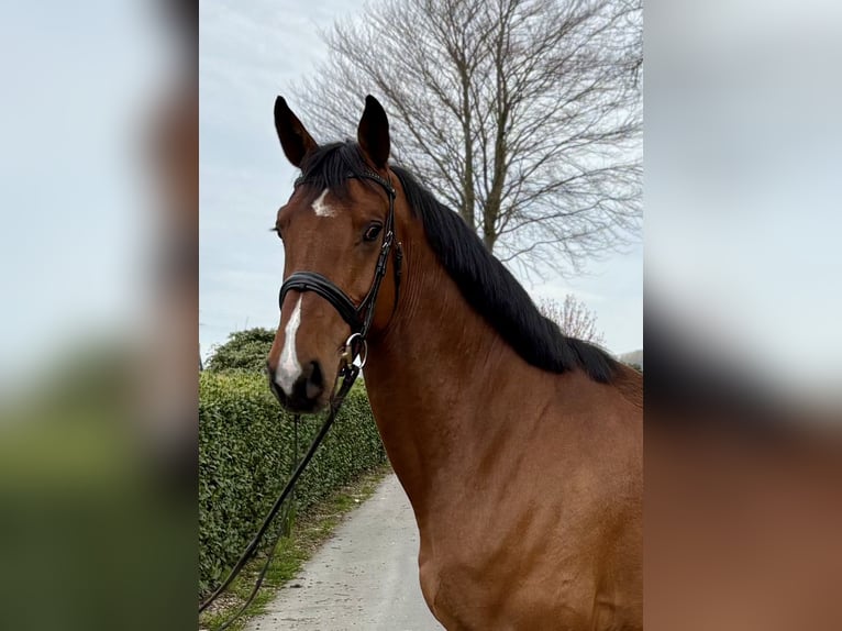 Hannover Castrone 4 Anni 172 cm Baio in Vechta