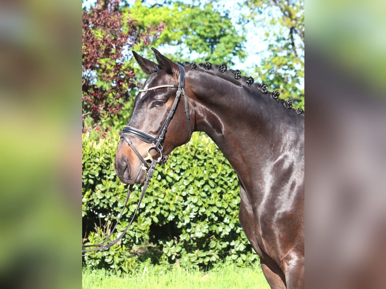 Hannover Castrone 4 Anni 172 cm Baio in Selsingen