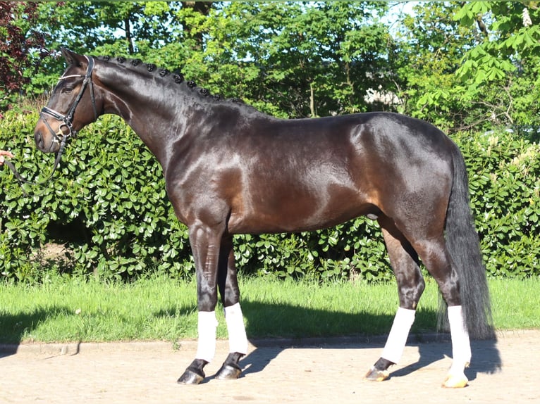 Hannover Castrone 4 Anni 172 cm Baio in Selsingen