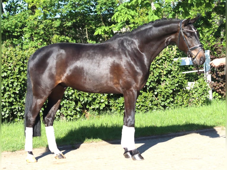 Hannover Castrone 4 Anni 172 cm Baio in Selsingen
