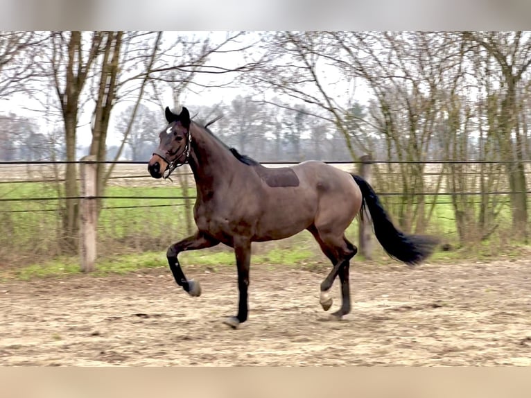 Hannover Castrone 4 Anni 172 cm Baio scuro in Warmsen