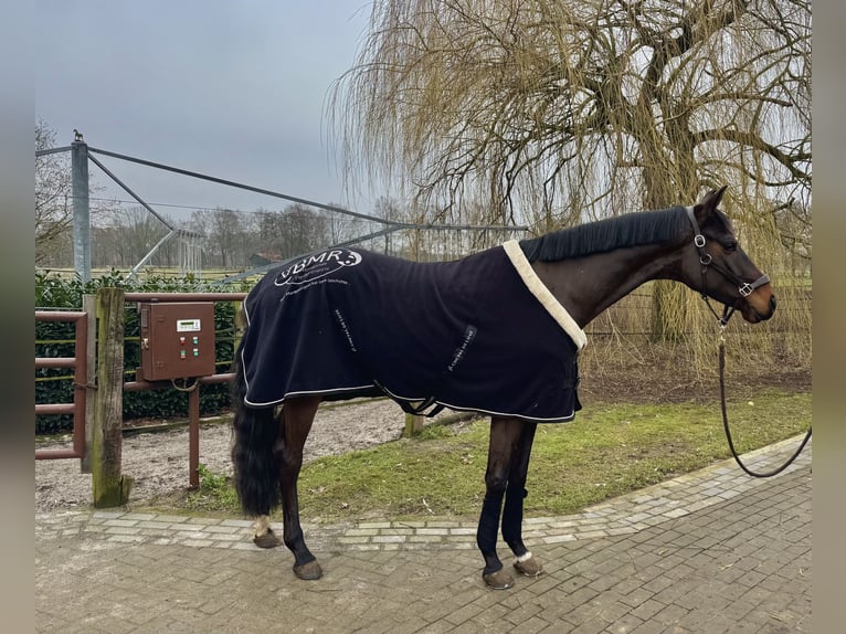 Hannover Castrone 4 Anni 172 cm Baio scuro in Warmsen