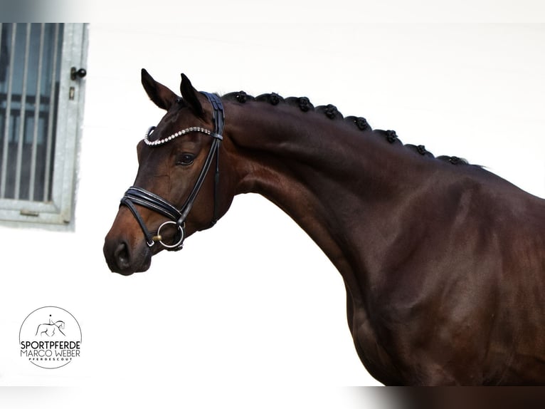 Hannover Castrone 4 Anni 172 cm Baio scuro in Petershagen